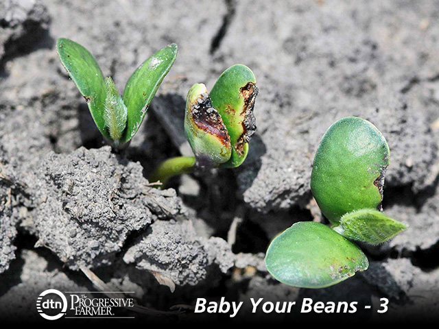 No one likes to see herbicide injury on soybean seedlings, but the damage is not always as bad as it looks. (DTN/Progressive Farmer photo by Aaron Hager, University of Illinois)
